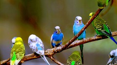 Budgies parakeets