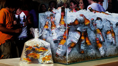 Budweiser fish tank Aquarium