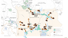 Buffalo Maps infographics Native