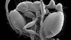 Bug microscopic