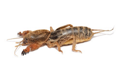 Bug mole cricket Another