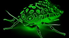 Bug moth radioactive