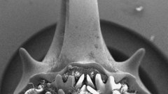 Bug nightmaremode unlocked uglybug