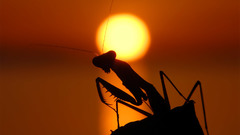 Bug sunset mantis praying
