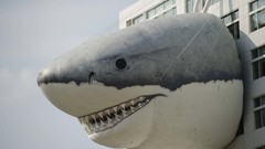 Buildings Sharks