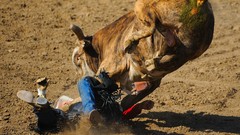 Bull fight