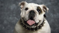 Bulldog