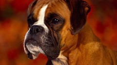 Bulldog boxers Dogs