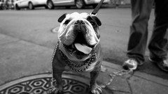 Bulldog monochrome english bulldog