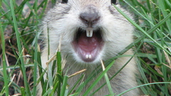 Bunnies Animals funny teeth