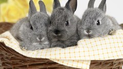 Bunnies Animals rabbits