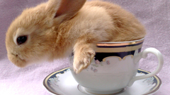 Bunnies Animals rabbits