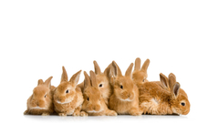 Bunnies Animals rabbits
