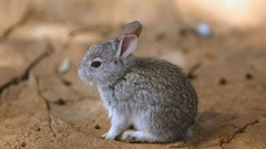 Bunnies Animals rabbits