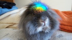 Bunnies Animals rabbits rainbows