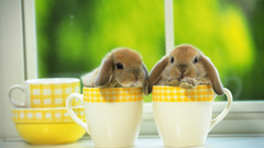 Bunnies cups