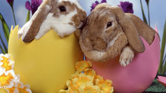 Bunnies Easter rabbit egg