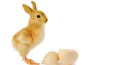 Bunnies eggs Animals Chickens