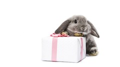 Bunnies Gifts Easter