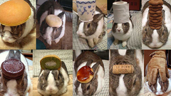 Bunnies gloves cookies mugs