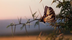 Bushes Butterflies Landscapes nature