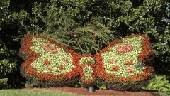 Butterflies Garden gardening