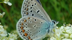 Butterflies insects f16