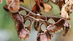 Butterflies insects moths