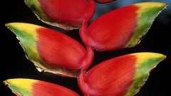 Butterflies Niagara Falls