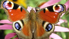 Butterflies peacock