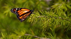 Butterflies spruce