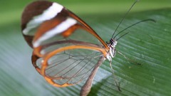 Butterflies transparent Glasswing Butterfly