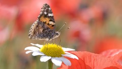 Butterflies woman painted