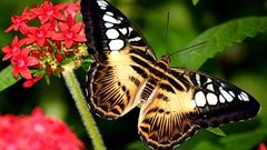 Butterfly and Flowers insect