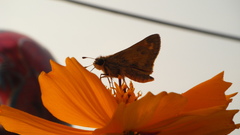 Butterfly and orange flower