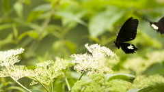 Butterfly close vol 1080p