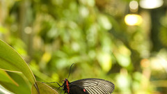 Butterfly Garden nature insects
