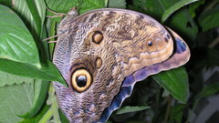 Butterfly high Resolution