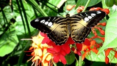 Butterfly House insects insect