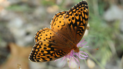 Butterfly insects insect