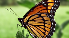 Butterfly insects viceroy insect
