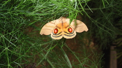 Butterfly moth insect
