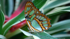 Butterfly Papillon schmetterling peteliske
