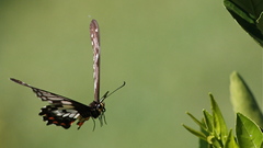 Butterfly swallotail awesome flying