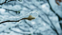 By casperium winter blues