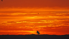 Cactuar sunset current nature