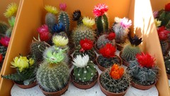 Cactus cactus flowers karachi