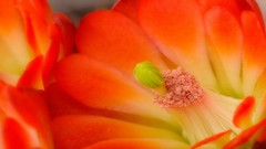 Cactus close-up blossom cactus flowers