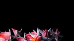 Cactus flowers florianchin