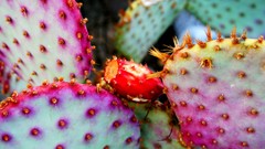 Cactus macro